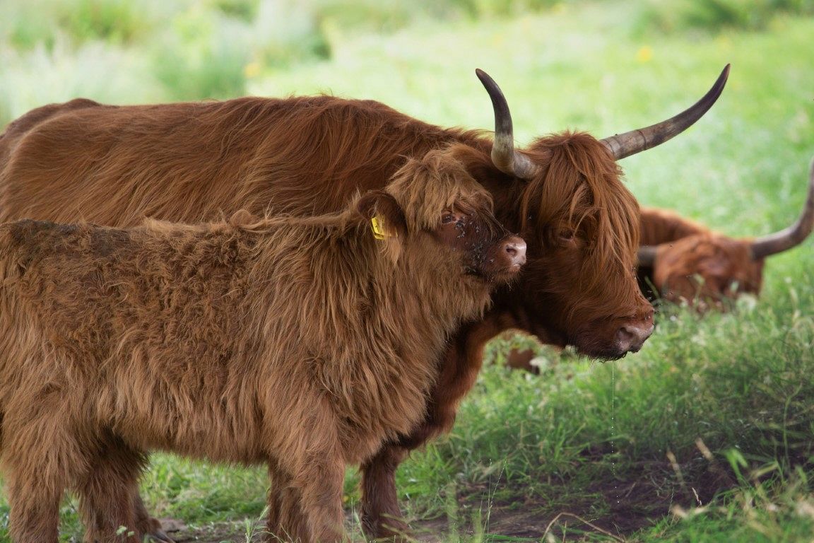 Runderschouwers gezocht voor de kudde in de Broekpolder